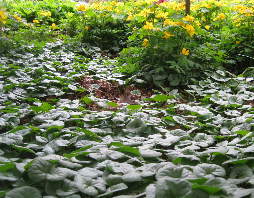 Asarum canadense
